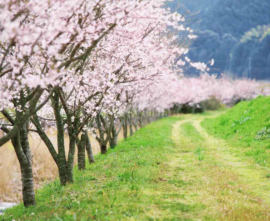 Cherry Blossoms 1 - Hakata Good Pro ></a>
<script language=JavaScript> 
  var txt = 
