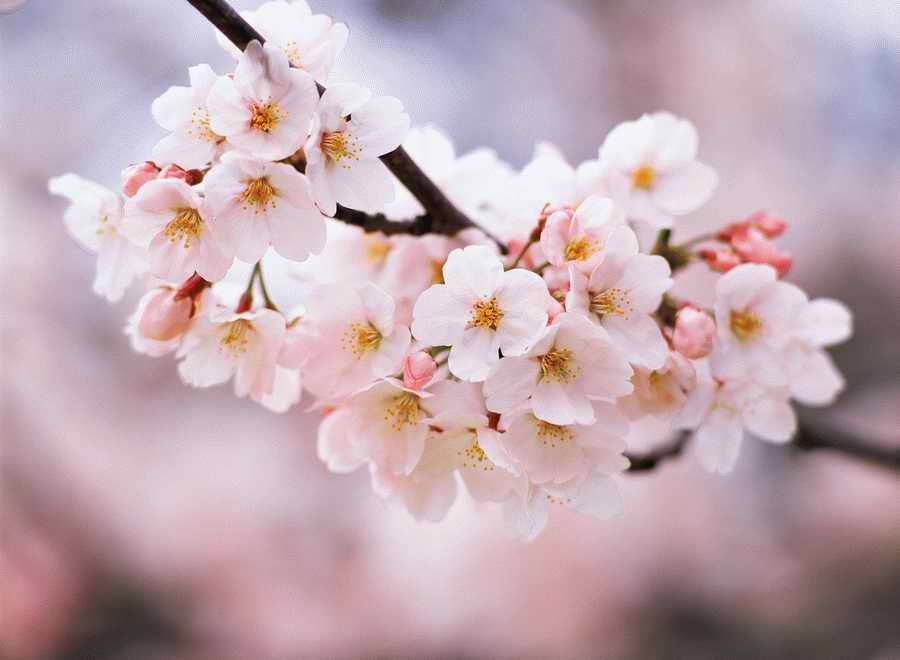 Cherry Blossoms 1 - Hakata Good Pro ></a>
<script language=JavaScript> 
  var txt = 