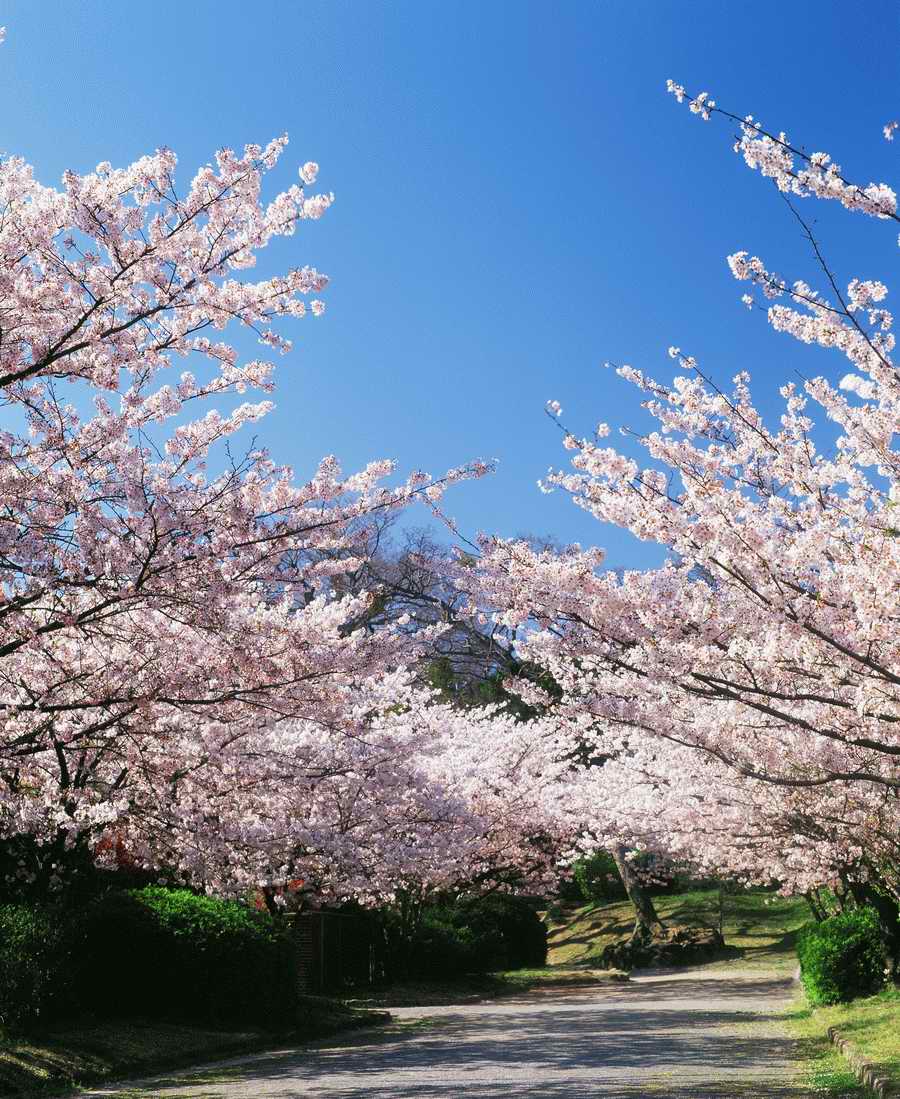 Cherry Blossoms 1 - Hakata Good Pro ></a>
<script language=JavaScript> 
  var txt = 