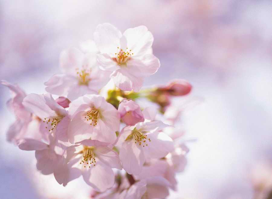 Cherry Blossoms 1 - Hakata Good Pro ></a>
<script language=JavaScript> 
  var txt = 