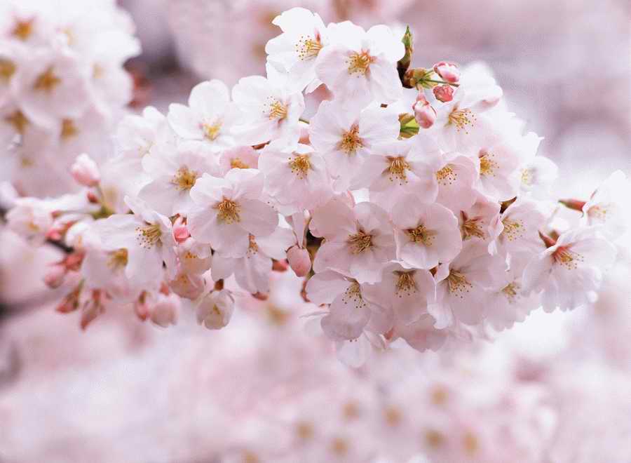 Cherry Blossoms 1 - Hakata Good Pro ></a>
<script language=JavaScript> 
  var txt = 