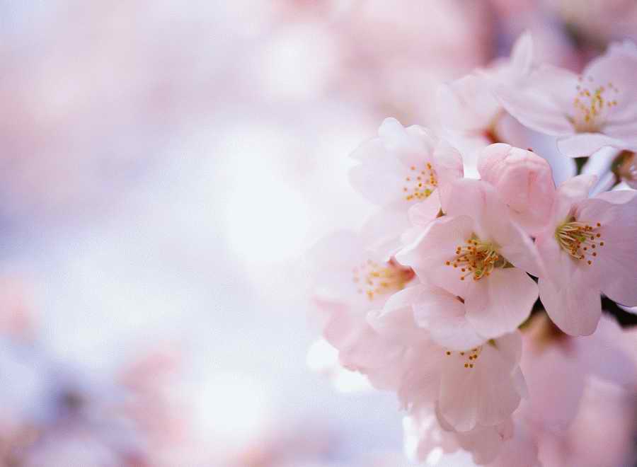 Cherry Blossoms 1 - Hakata Good Pro ></a>
<script language=JavaScript> 
  var txt = 