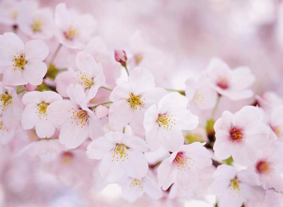 Cherry Blossoms 1 - Hakata Good Pro ></a>
<script language=JavaScript> 
  var txt = 