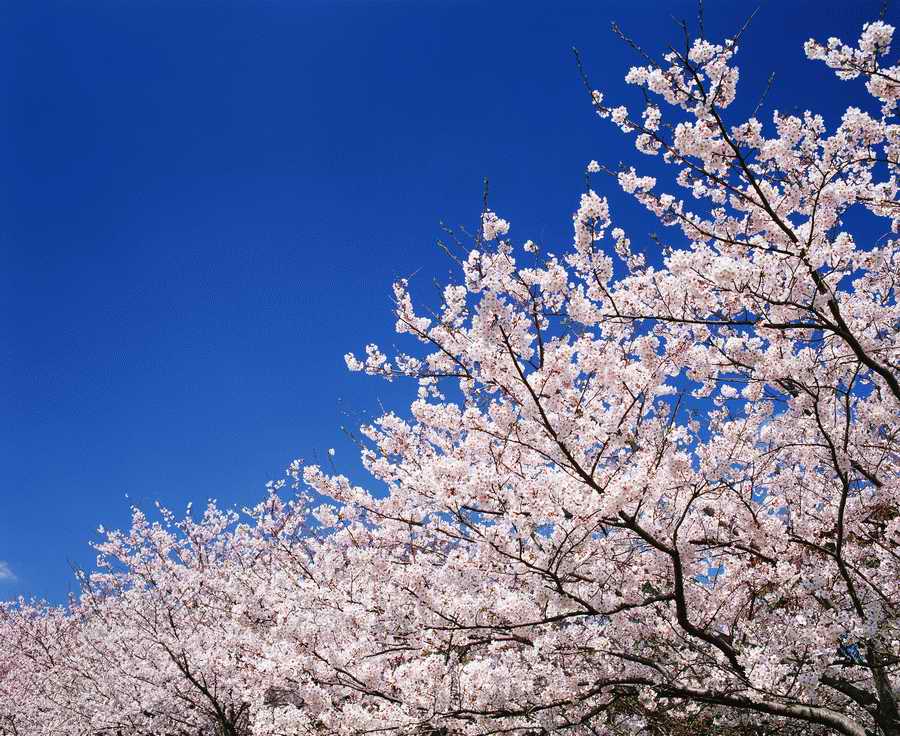 Cherry Blossoms 1 - Hakata Good Pro ></a>
<script language=JavaScript> 
  var txt = 