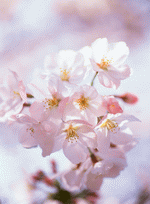 Cherry Blossoms 1