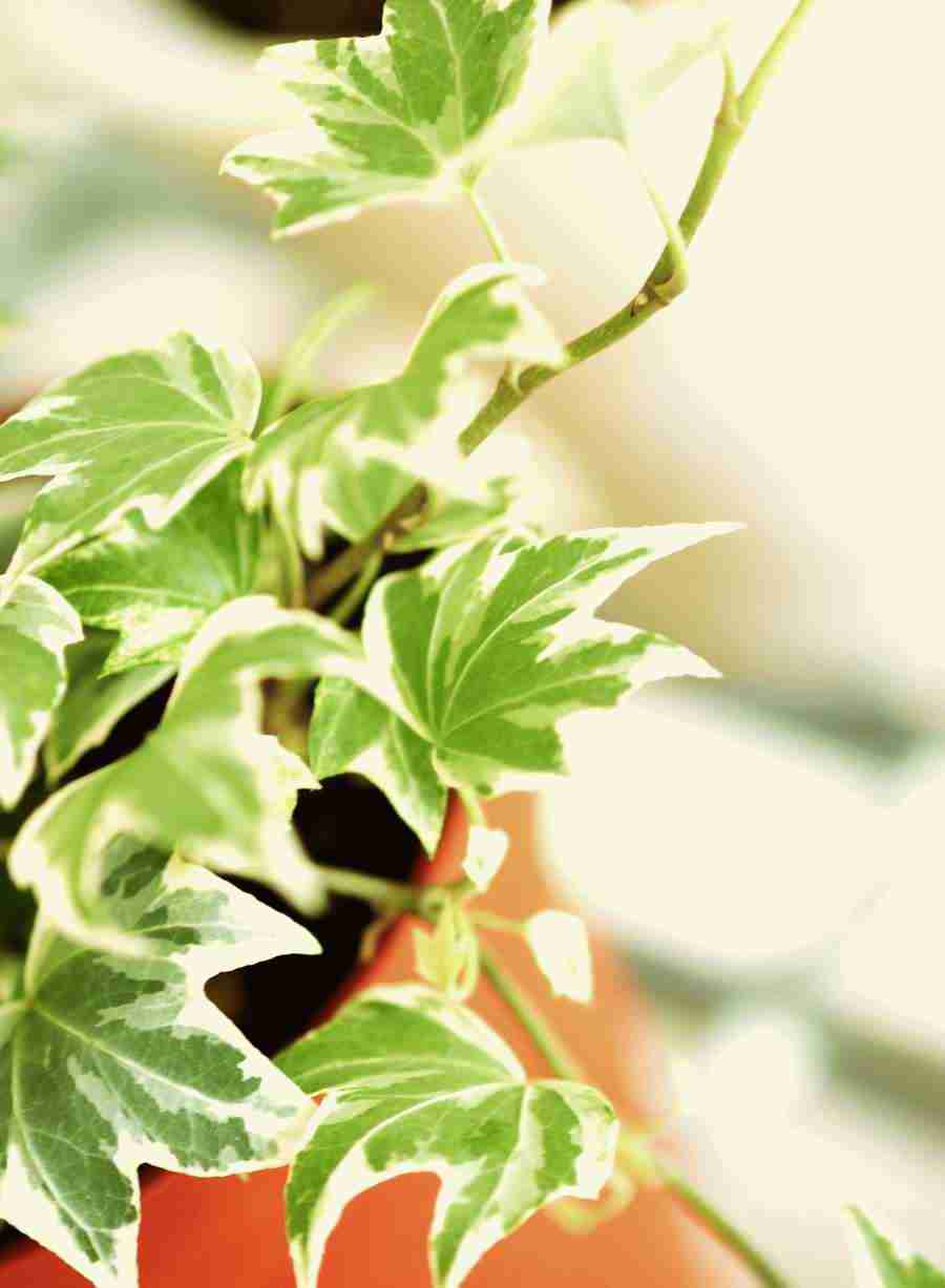 Interiors 6 - Hakata Good Pro ></a>
<script language=JavaScript> 
  var txt = 