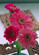 ImageDJ: Flowers 