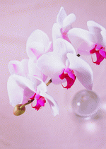 ImageDJ: Flowers 