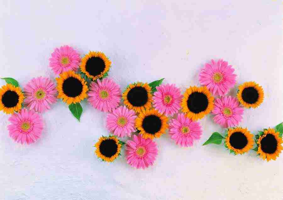 Flowers - ImageDJ ></a>
<script language=JavaScript> 
  var txt = 