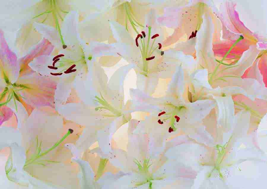 Flowers - ImageDJ ></a>
<script language=JavaScript> 
  var txt = 