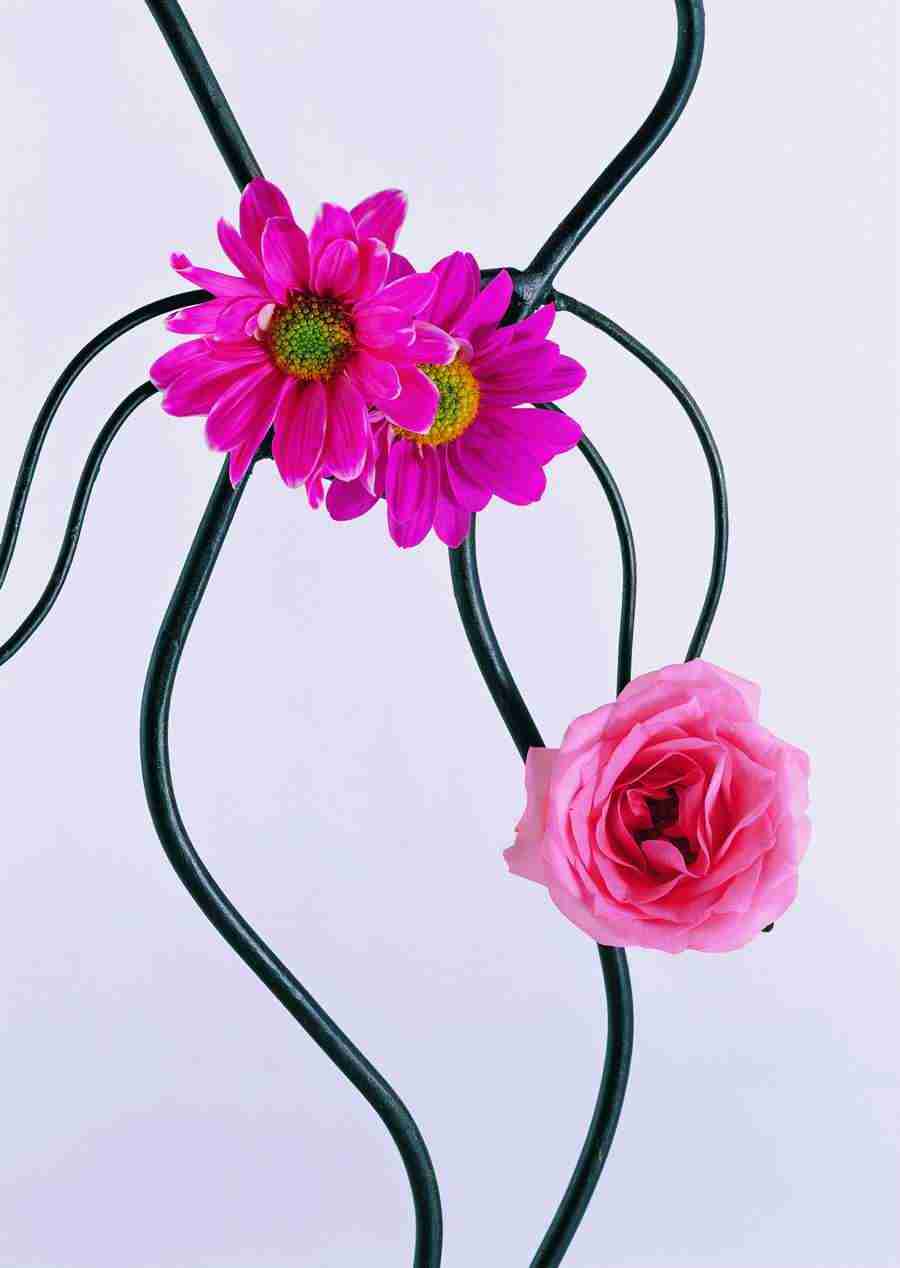 Flowers - ImageDJ ></a>
<script language=JavaScript> 
  var txt = 