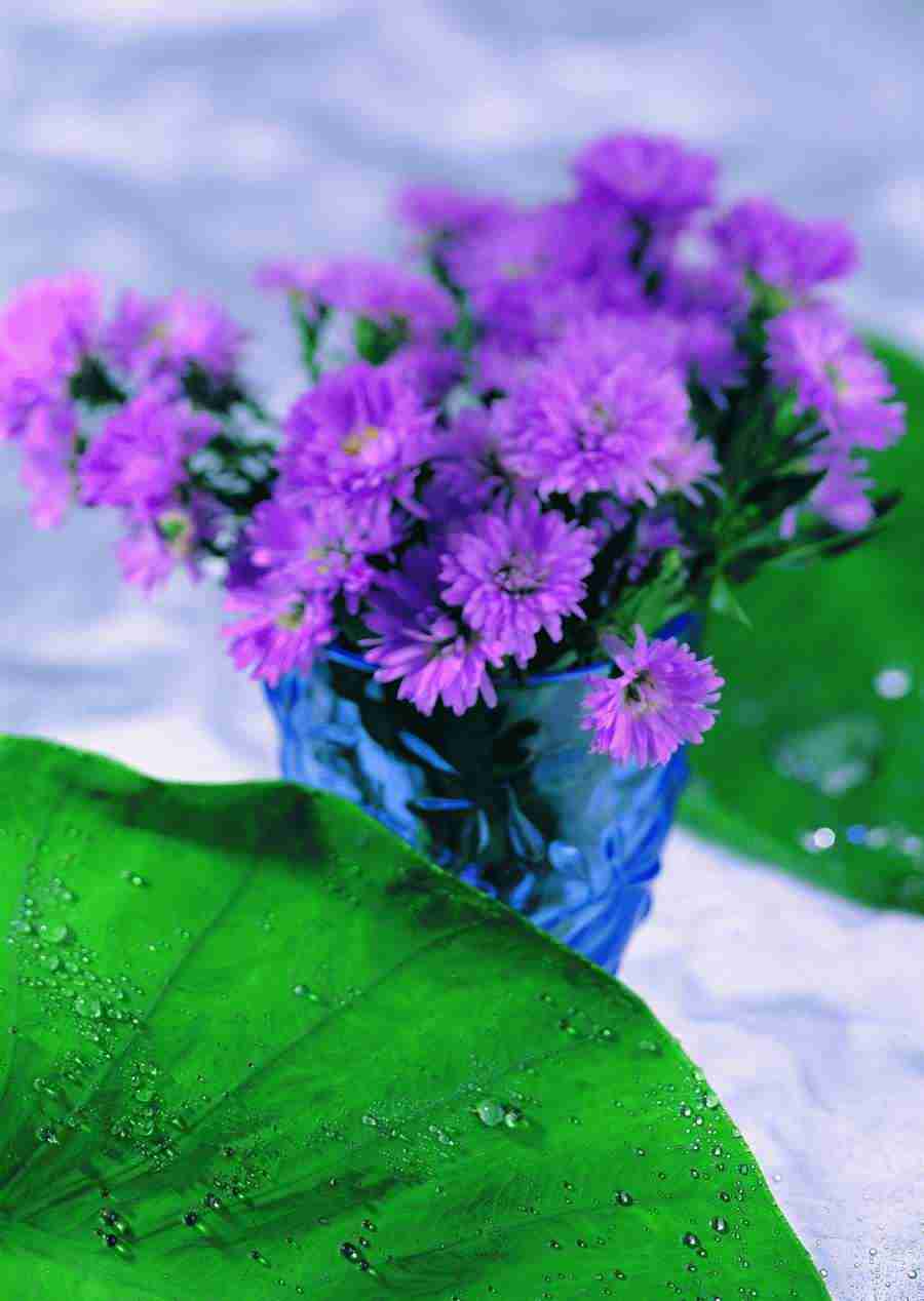 Flowers - ImageDJ ></a>
<script language=JavaScript> 
  var txt = 