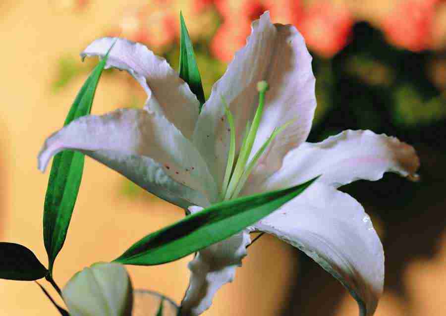 Flowers - ImageDJ ></a>
<script language=JavaScript> 
  var txt = 