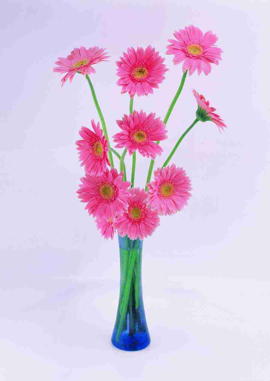 Flowers - ImageDJ ></a>
<script language=JavaScript> 
  var txt = 