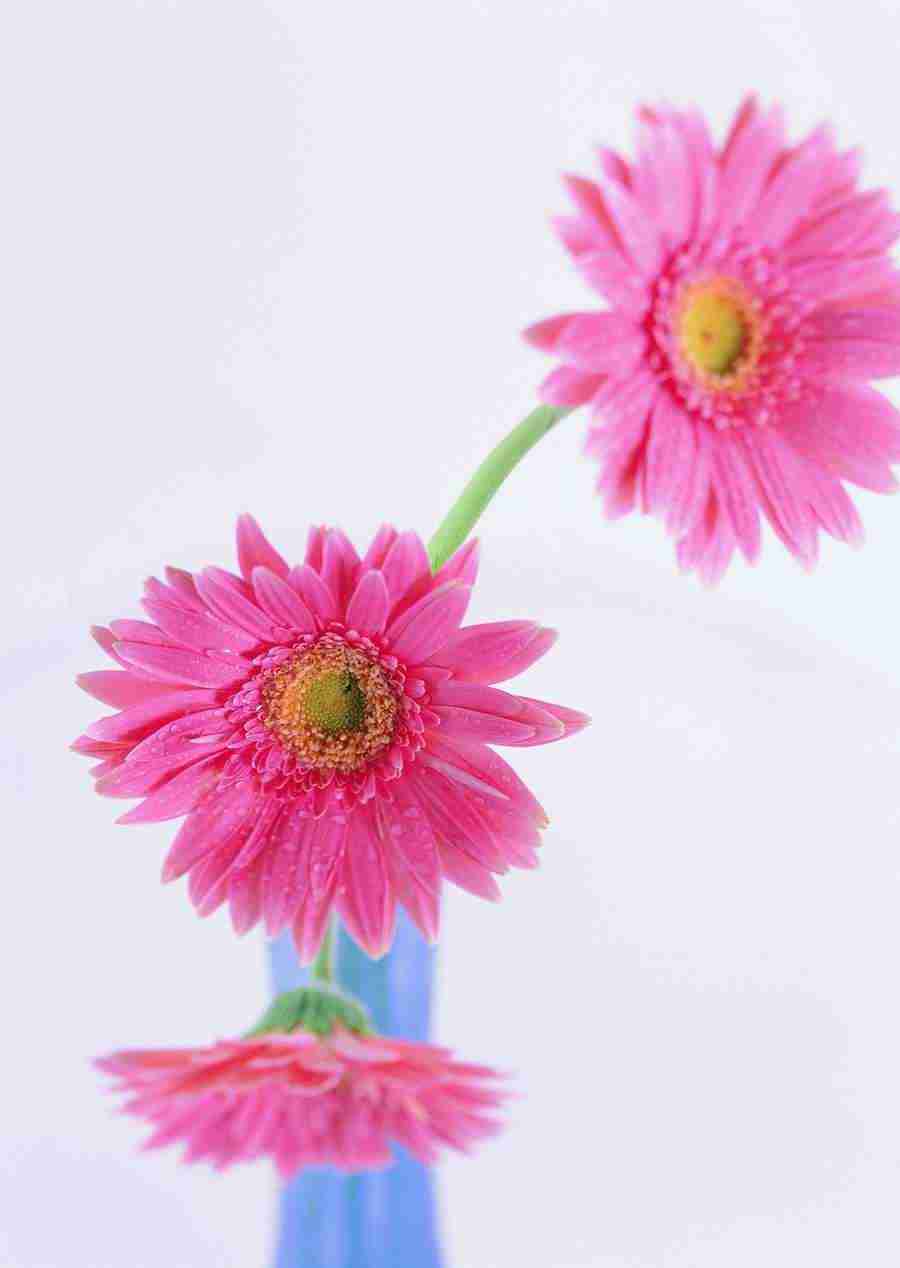 Flowers - ImageDJ ></a>
<script language=JavaScript> 
  var txt = 