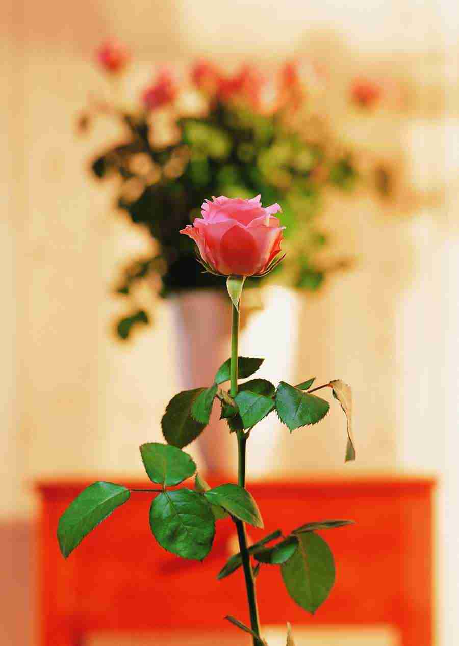 Flowers - ImageDJ ></a>
<script language=JavaScript> 
  var txt = 
