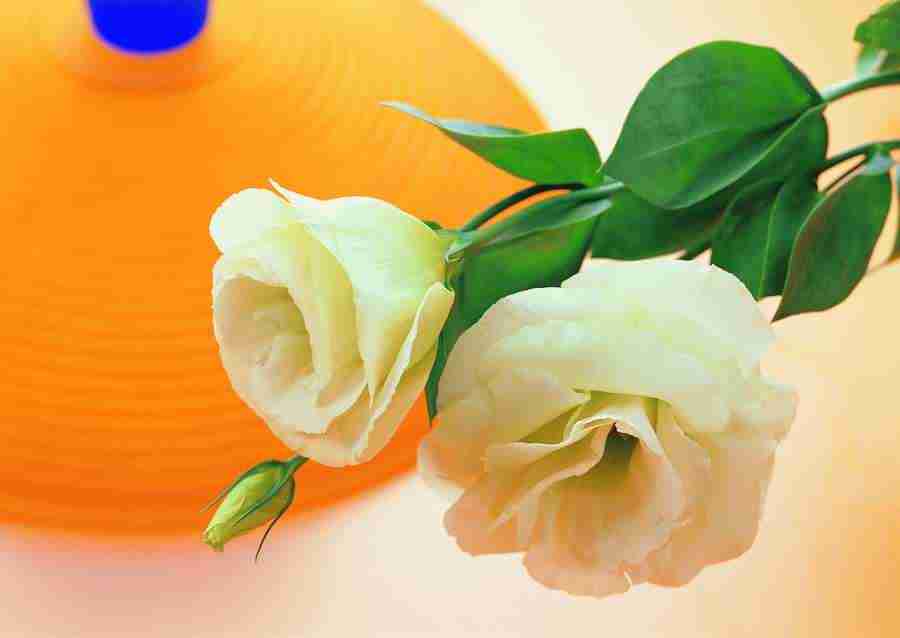 Flowers - ImageDJ ></a>
<script language=JavaScript> 
  var txt = 