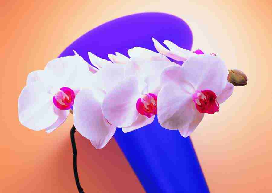 Flowers - ImageDJ ></a>
<script language=JavaScript> 
  var txt = 