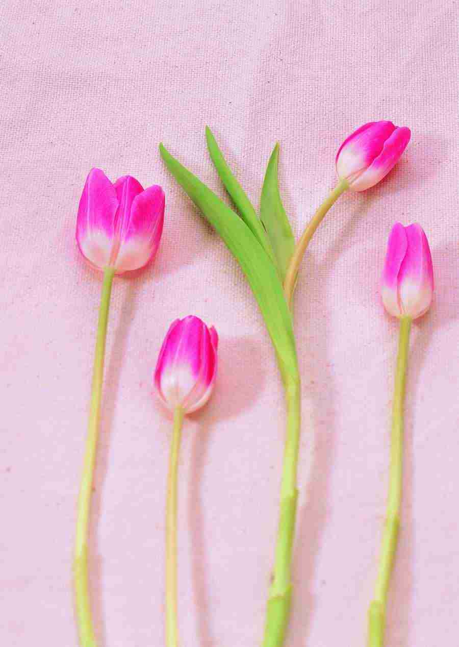 Flowers - ImageDJ ></a>
<script language=JavaScript> 
  var txt = 