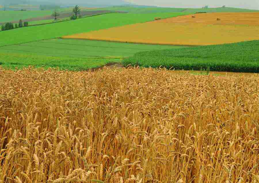 Landscapes - ImageDJ ></a>
<script language=JavaScript> 
  var txt = 