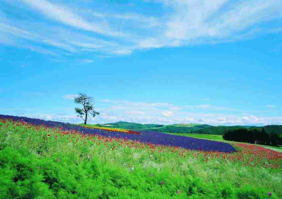 Landscapes - ImageDJ ></a>
<script language=JavaScript> 
  var txt = 