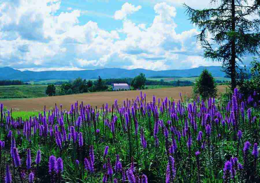 Landscapes - ImageDJ ></a>
<script language=JavaScript> 
  var txt = 