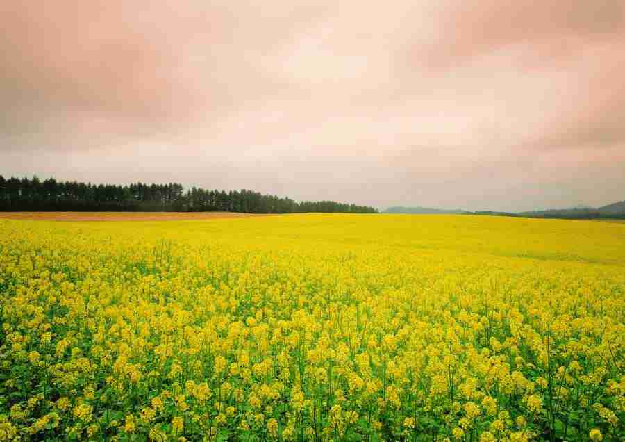 Landscapes - ImageDJ ></a>
<script language=JavaScript> 
  var txt = 