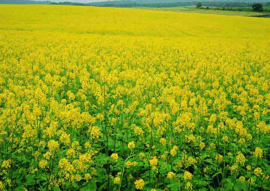 Landscapes - ImageDJ ></a>
<script language=JavaScript> 
  var txt = 