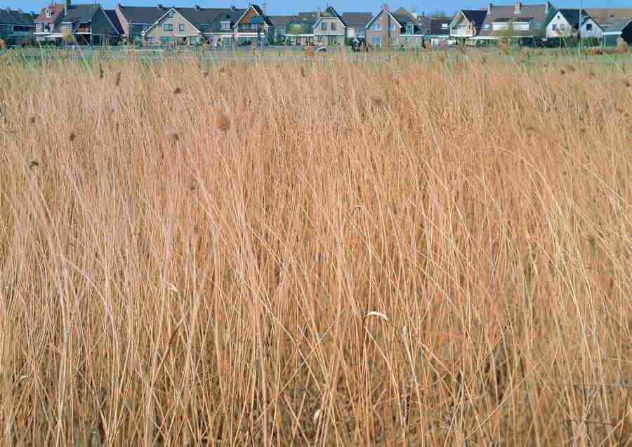 Landscapes - ImageDJ ></a>
<script language=JavaScript> 
  var txt = 