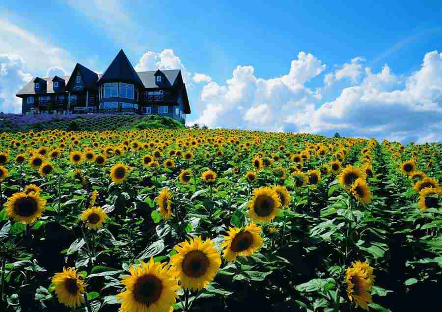 Landscapes - ImageDJ ></a>
<script language=JavaScript> 
  var txt = 