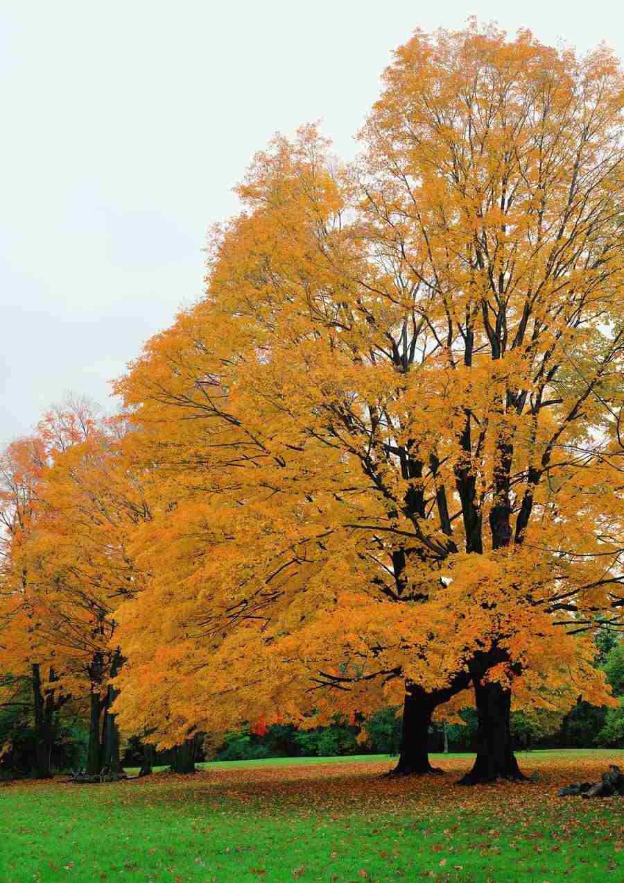 Landscapes - ImageDJ ></a>
<script language=JavaScript> 
  var txt = 