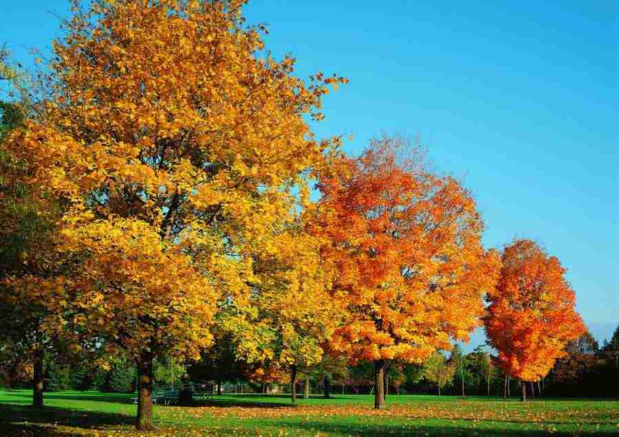 Landscapes - ImageDJ ></a>
<script language=JavaScript> 
  var txt = 