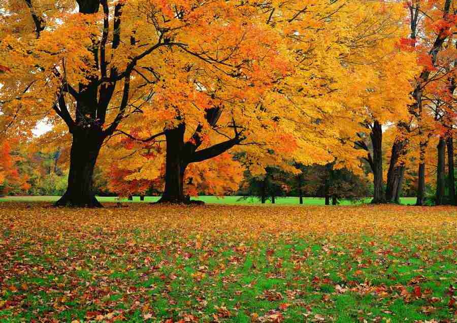 Landscapes - ImageDJ ></a>
<script language=JavaScript> 
  var txt = 