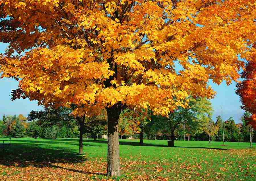 Landscapes - ImageDJ ></a>
<script language=JavaScript> 
  var txt = 