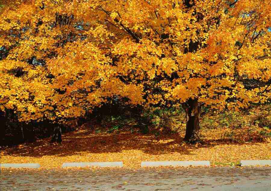 Landscapes - ImageDJ ></a>
<script language=JavaScript> 
  var txt = 