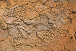 Imagefarm: Arizona Desert 