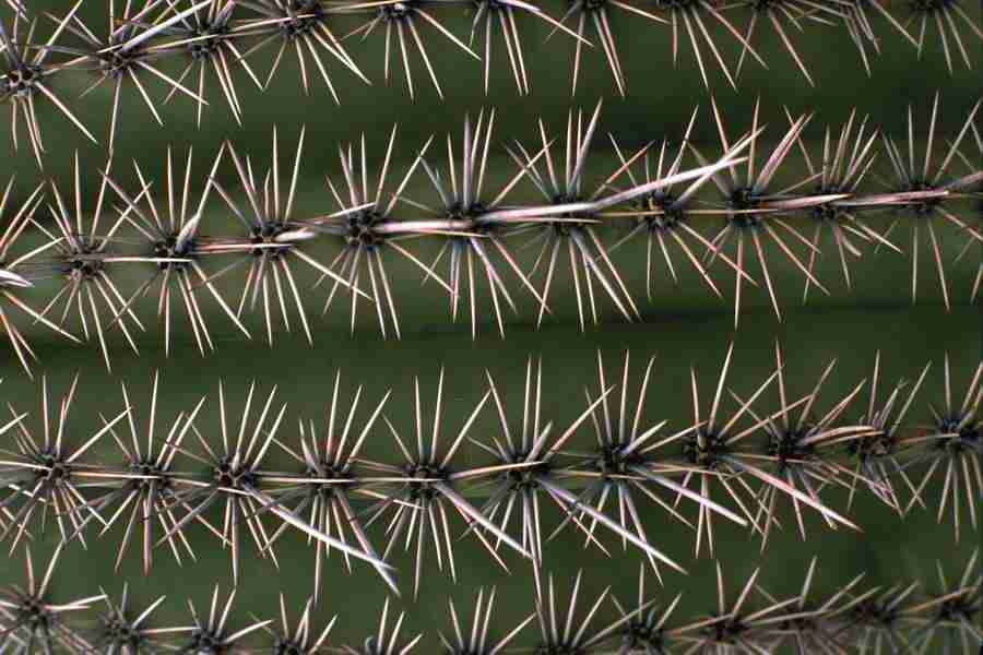 Arizona Desert - Imagefarm ></a>
<script language=JavaScript> 
  var txt = 