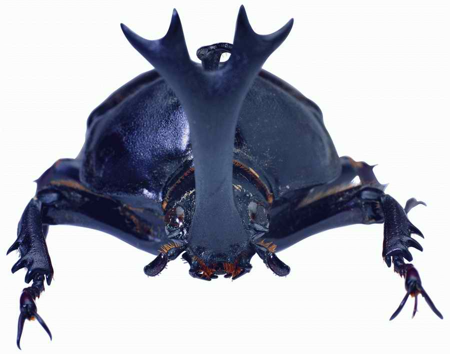 Life Style - ImageMore 1000S ></a>
<script language=JavaScript> 
  var txt = 