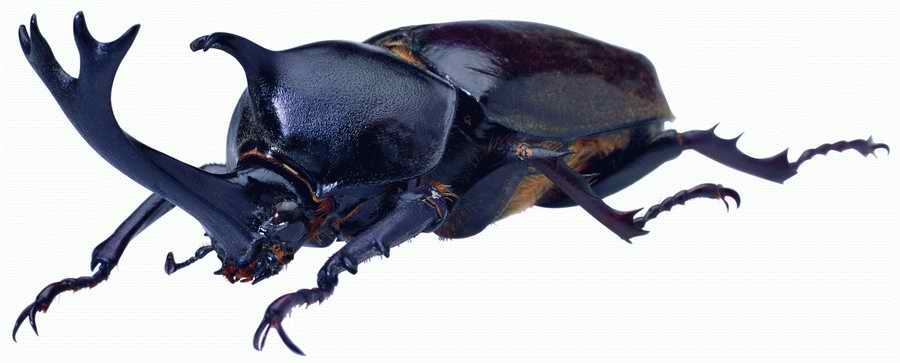 Life Style - ImageMore 1000S ></a>
<script language=JavaScript> 
  var txt = 