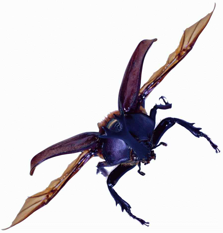 Life Style - ImageMore 1000S ></a>
<script language=JavaScript> 
  var txt = 