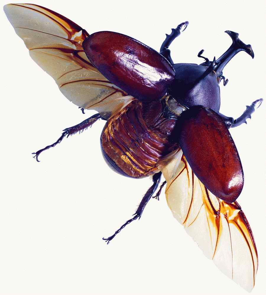 Life Style - ImageMore 1000S ></a>
<script language=JavaScript> 
  var txt = 