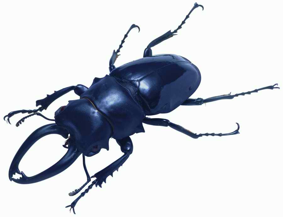 Life Style - ImageMore 1000S ></a>
<script language=JavaScript> 
  var txt = 