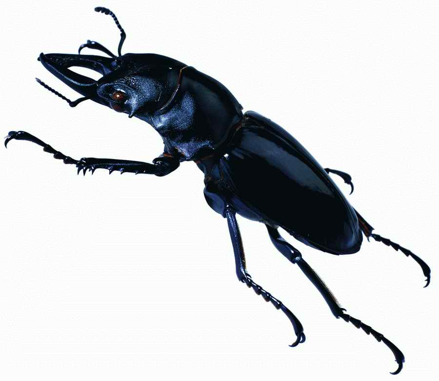 Life Style - ImageMore 1000S ></a>
<script language=JavaScript> 
  var txt = 