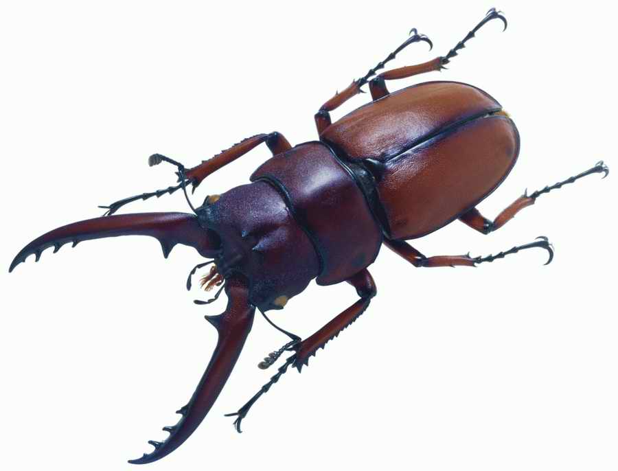 Life Style - ImageMore 1000S ></a>
<script language=JavaScript> 
  var txt = 