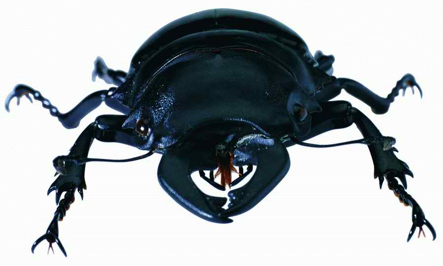 Life Style - ImageMore 1000S ></a>
<script language=JavaScript> 
  var txt = 