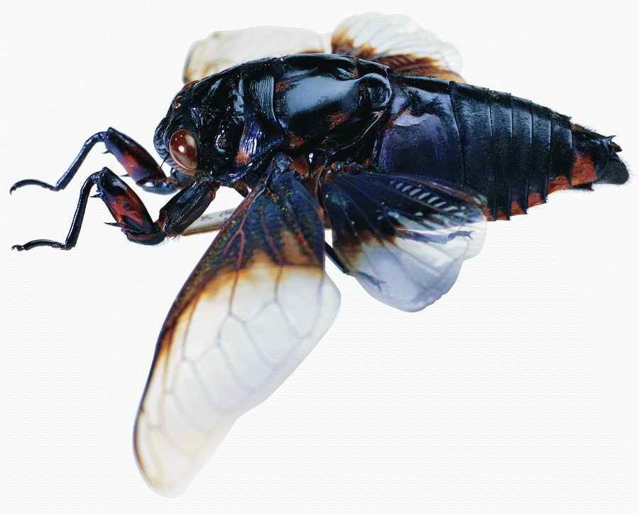 Life Style - ImageMore 1000S ></a>
<script language=JavaScript> 
  var txt = 