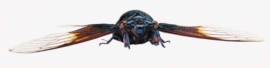 Life Style - ImageMore 1000S ></a>
<script language=JavaScript> 
  var txt = 