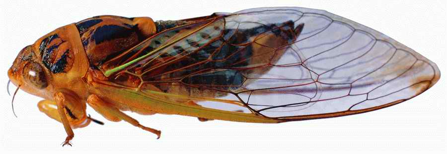 Life Style - ImageMore 1000S ></a>
<script language=JavaScript> 
  var txt = 