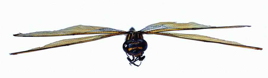 Life Style - ImageMore 1000S ></a>
<script language=JavaScript> 
  var txt = 