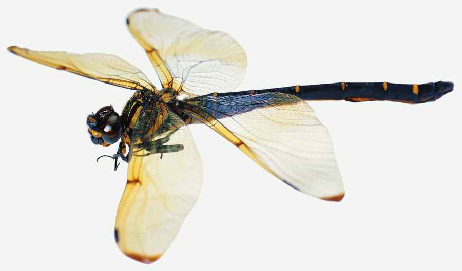 Life Style - ImageMore 1000S ></a>
<script language=JavaScript> 
  var txt = 